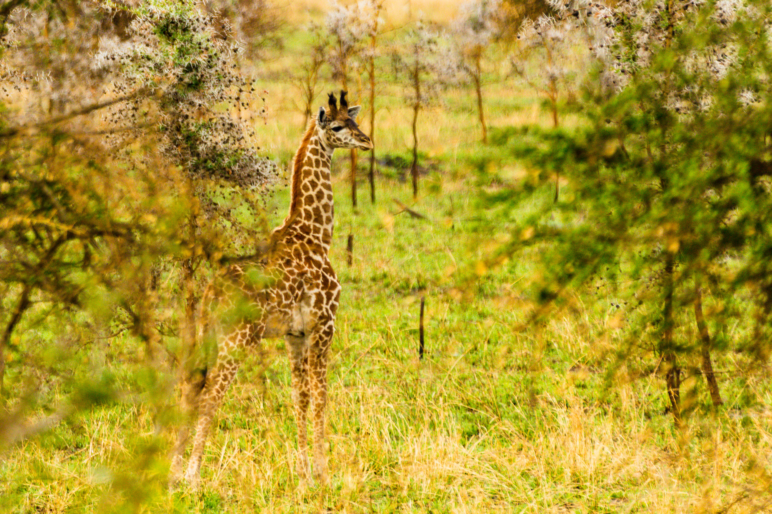 jmikkelson_serengeti_1808_06