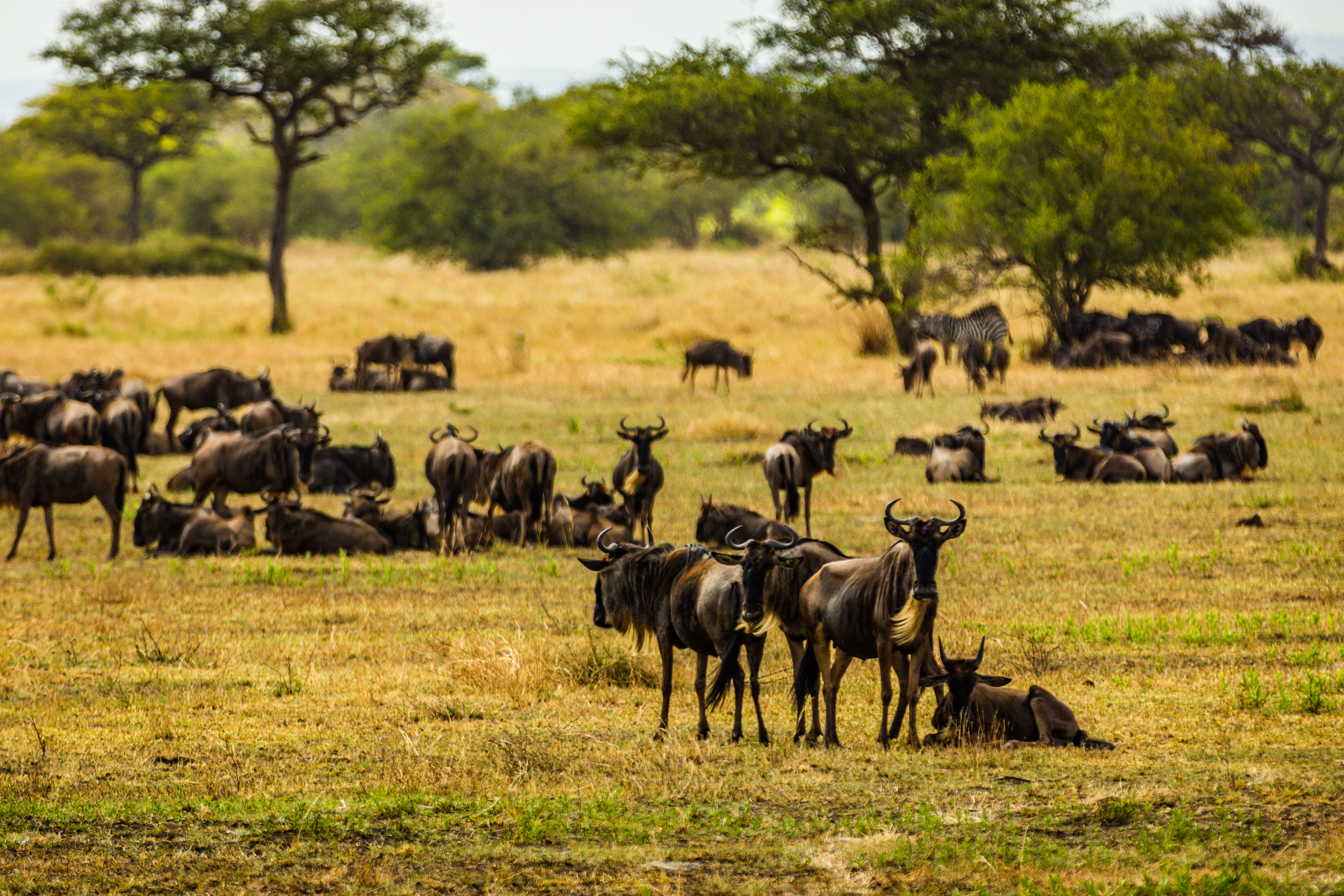 jmikkelson_serengeti_1808_08