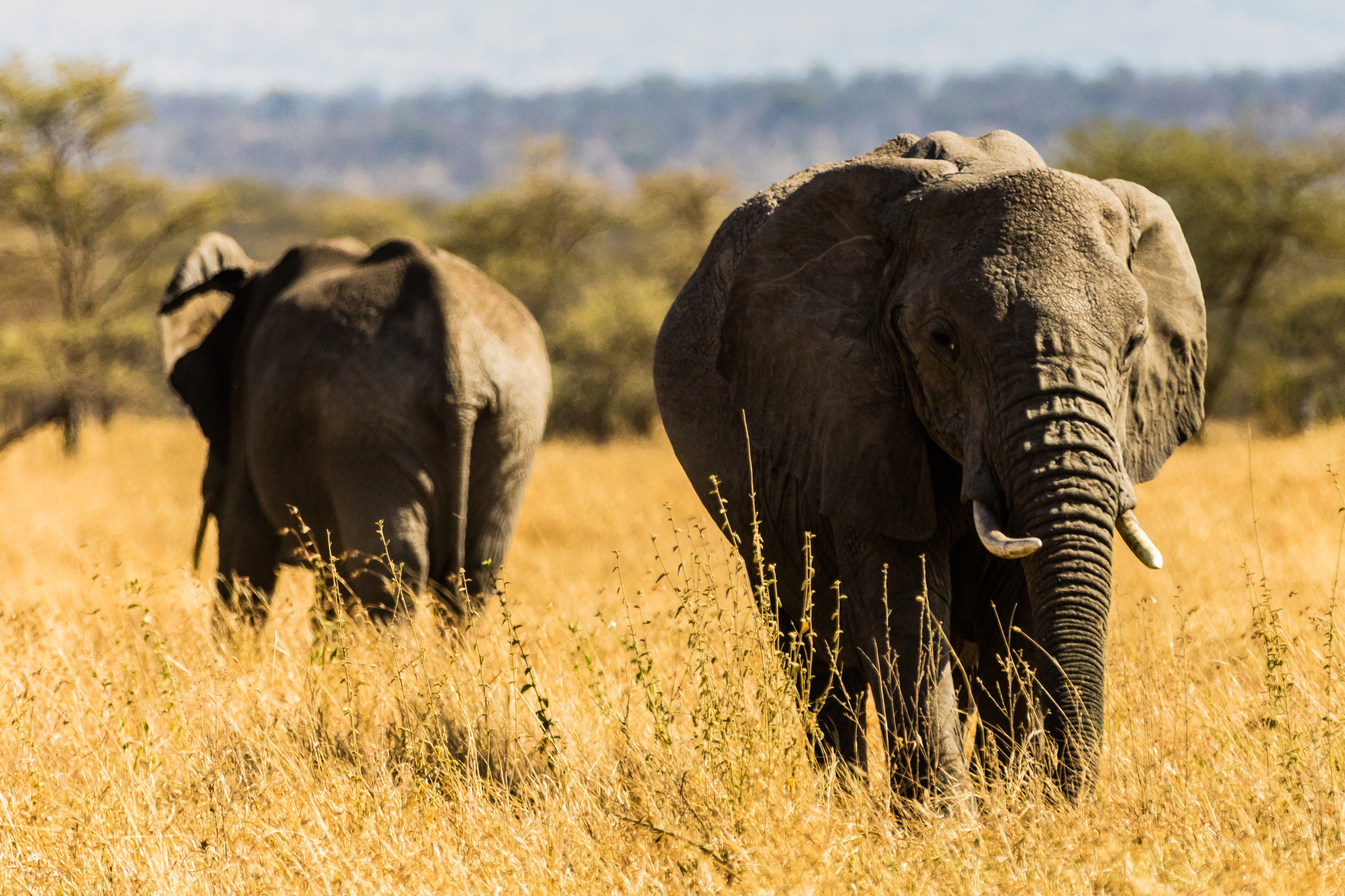 jmikkelson_serengeti_1808_10