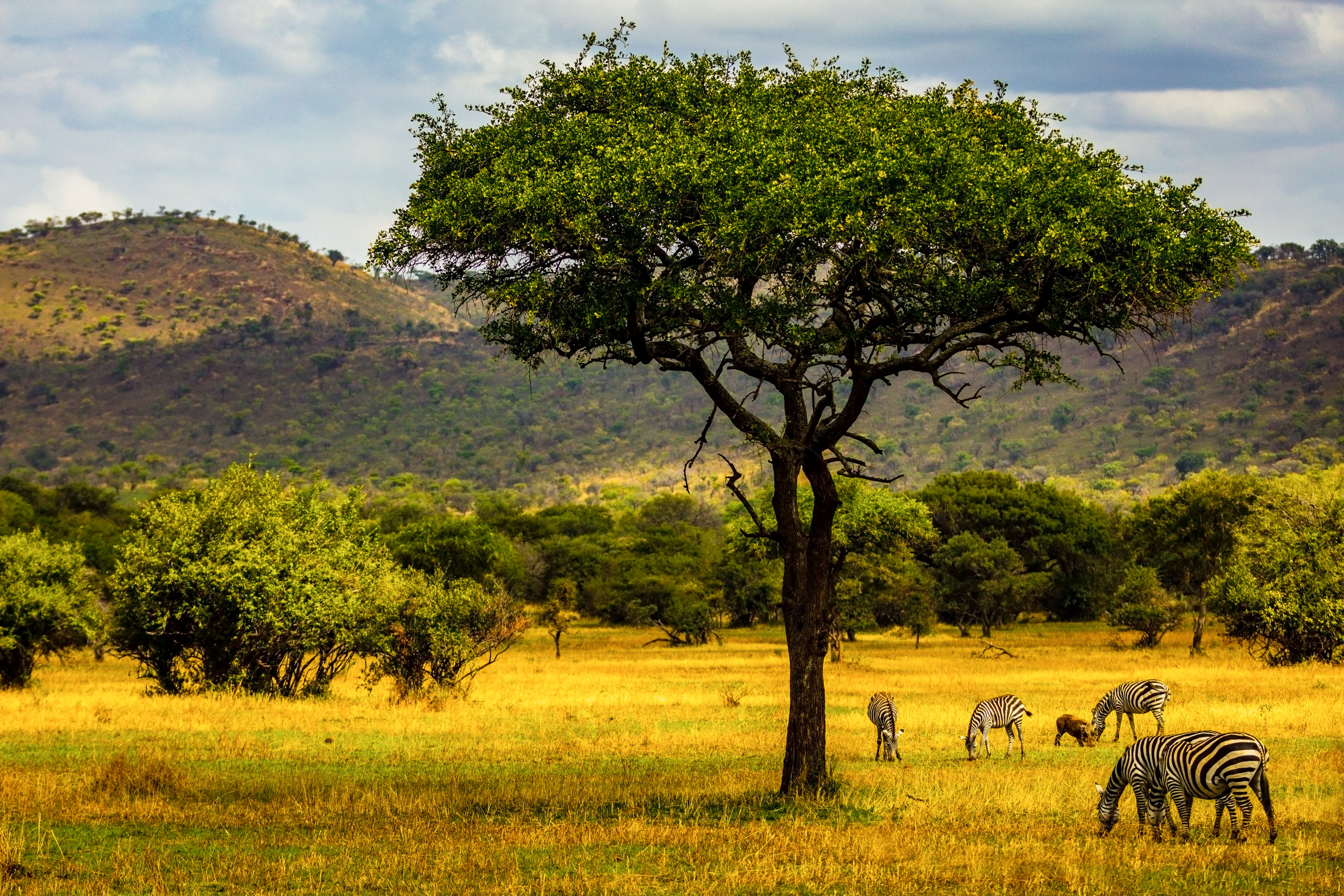 jmikkelson_serengeti_1808_19