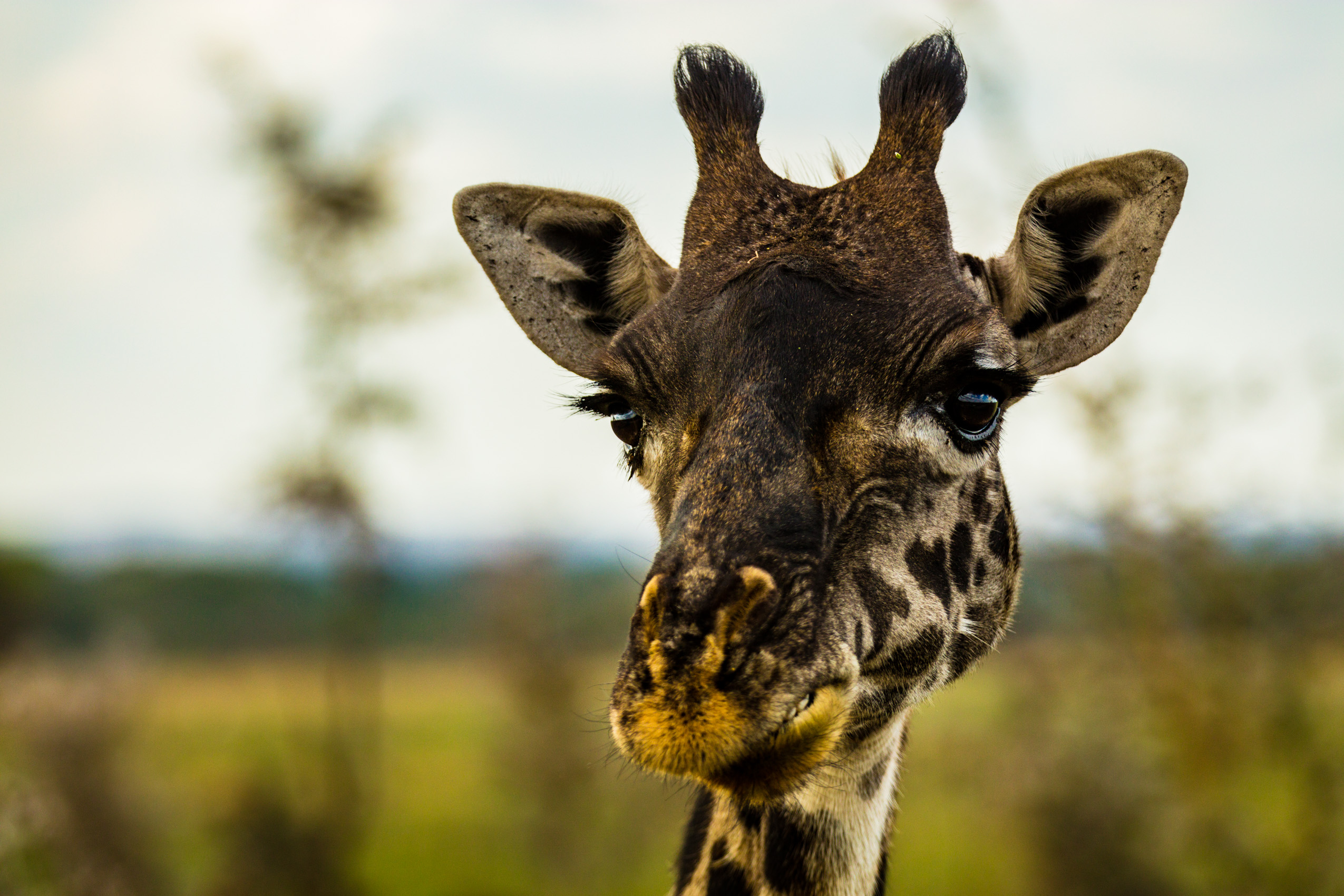 jmikkelson_serengeti_1808_21